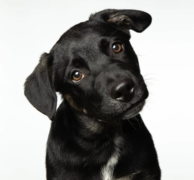 G&acirc;teries pour chien