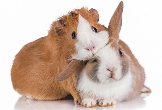 G&acirc;teries pour lapin, cochon d&rsquo;inde et chinchilla