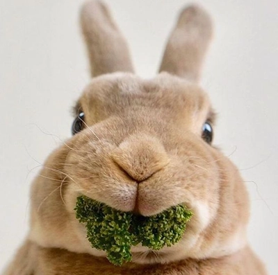 Lapin, cochon d&rsquo;inde et chinchilla rigolos