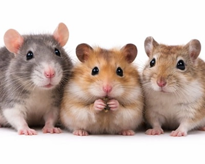 G&acirc;teries pour hamster, gerbille, rat et souris