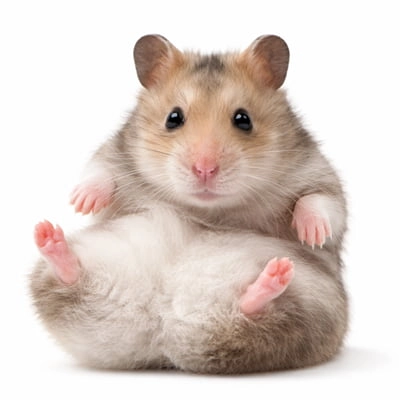 Hamster, gerbille, rat et souris rigolos